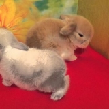 Čime hraniti ukrasnog zeca